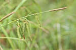 Cypress swamp sedge